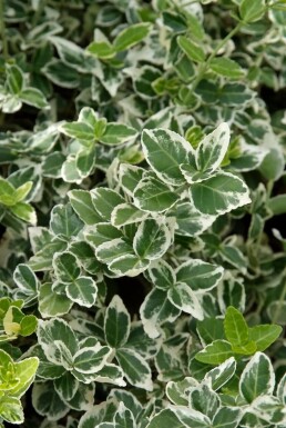 Euonymus fortunei 'Emerald Gaiety' Strauch 5-10 cm