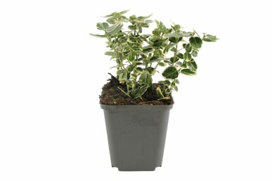 Euonymus fortunei 'Emerald Gaiety' Strauch 5-10 cm