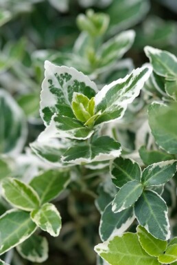 Euonymus fortunei 'Emerald Gaiety' Strauch 5-10 cm