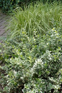 Euonymus fortunei 'Emerald Gaiety' Strauch 5-10 cm