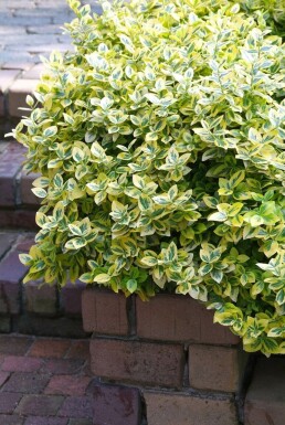 Gelbbunte Kriechspindel Euonymus fortunei 'Emerald'n Gold' Strauch 20-30 Topf 5 ltr. (C5) Euonymus fortunei 'Emerald 'n Gold' Strauch 20-30 cm