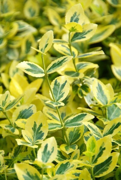 Euonymus fortunei 'Emerald 'n Gold' Strauch 5-10 cm