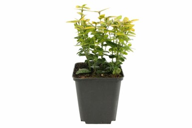 Euonymus fortunei 'Emerald 'n Gold' Strauch 5-10 cm