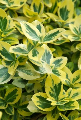 Euonymus fortunei 'Emerald 'n Gold' Strauch 5-10 cm