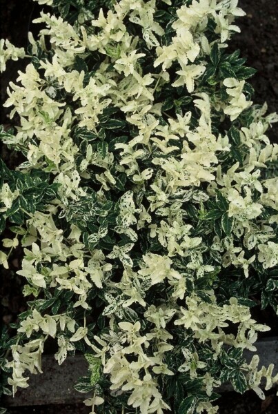 Kriechspindel Euonymus fortunei 'Harlequin' Strauch 5-10 Topf 9x9 (P9) Euonymus fortunei 'Harlequin' Strauch 5-10 cm