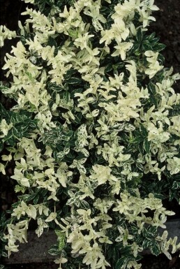 Kriechspindel Euonymus fortunei 'Harlequin' Strauch 5-10 Topf 9x9 (P9) Euonymus fortunei 'Harlequin' Strauch 5-10 cm