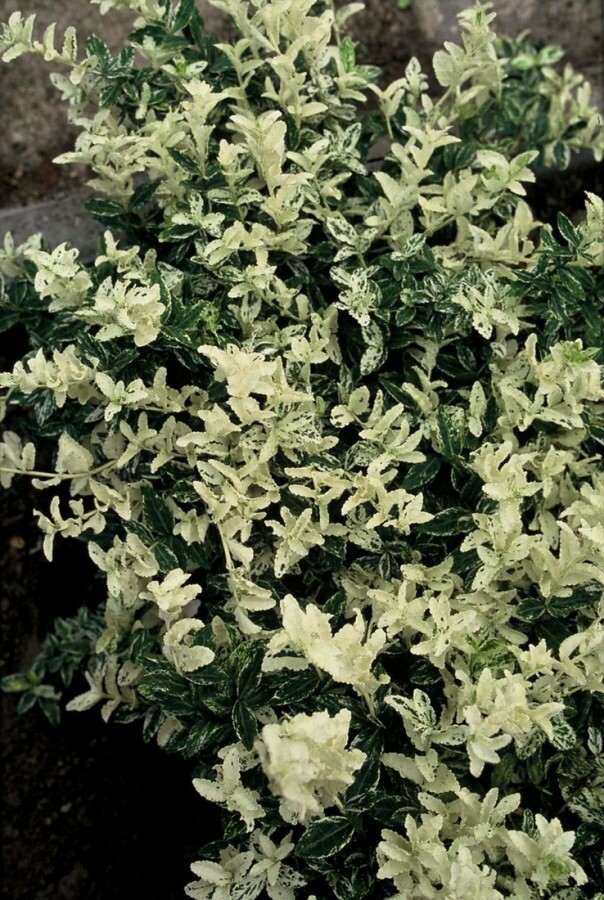 Kriechspindel Euonymus fortunei 'Harlequin' Strauch 5-10 Topf 9x9 (P9) Euonymus fortunei 'Harlequin' Strauch 5-10 cm