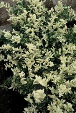 Kriechspindel Euonymus fortunei 'Harlequin' Strauch 5-10 Topf 9x9 (P9) Euonymus fortunei 'Harlequin' Strauch 5-10 cm