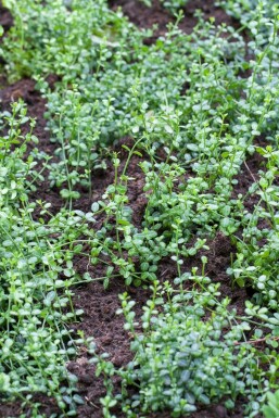 Kleinblättrige Teppichspindel Euonymus fortunei 'Minimus' Strauch 5-10 Topf 9x9 (P9) Euonymus fortunei 'Minimus' 5-10 cm