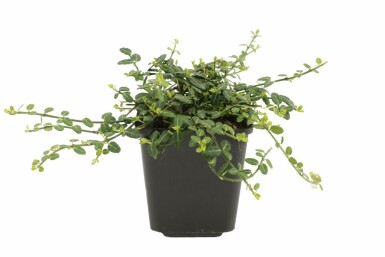Euonymus fortunei 'Minimus' Strauch 5-10 cm