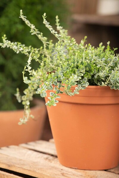 Euonymus fortunei 'Silver Carpet' C2 20-30