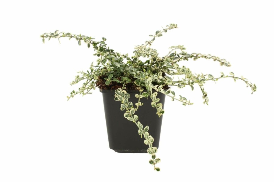 Weissbunte Kriechspindel Euonymus fortunei 'Silver Carpet' Strauch 5-10 Topf 9x9 (P9) Euonymus fortunei 'Silver Carpet' Strauch 5-10 cm
