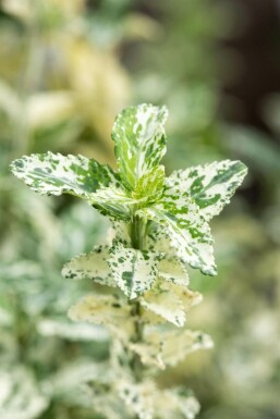 Bunter Zwergspindelstrauch Euonymus fortunei 'Silverstone' Strauch 15-20 Topf 1,3 ltr. (P13) Euonymus fortunei 'Silverstone' Strauch 15-20 cm