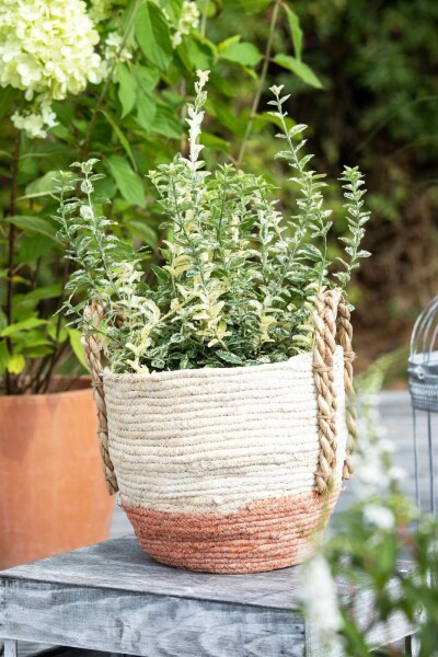 Bunter Zwergspindelstrauch Euonymus fortunei 'Silverstone' Strauch 5-10 Topf 9x9 (P9) Euonymus fortunei 'Silverstone' Strauch 5-10 cm