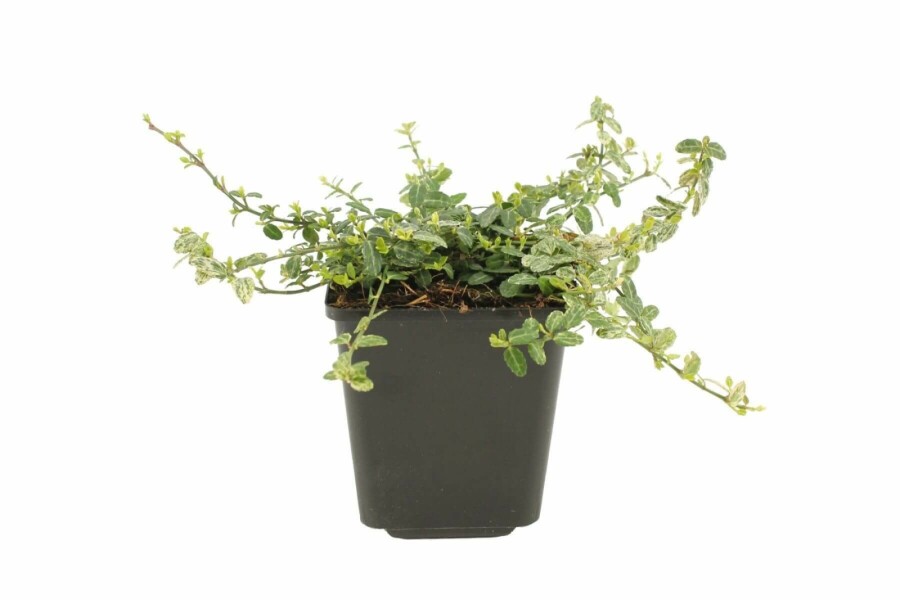 Bunter Zwergspindelstrauch Euonymus fortunei 'Silverstone' Strauch 5-10 Topf 9x9 (P9) Euonymus fortunei 'Silverstone' Strauch 5-10 cm