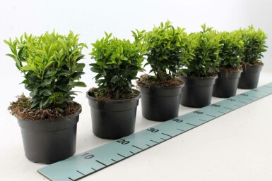 Japanischer Spindelstrauch Euonymus Japonicus 'Green Spire' Strauch 20-30 Topf 1,3 ltr. (P13) Euonymus japonicus 'Green Spire' Strauch 20-30 cm