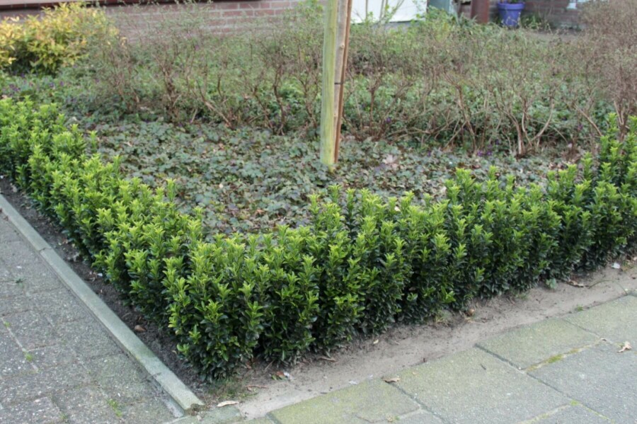 Japanischer Spindelstrauch Euonymus Japonicus 'Green Spire' Strauch 20-30 Topf 2 ltr. (P15) Euonymus japonicus 'Green Spire' Strauch 20-30 cm