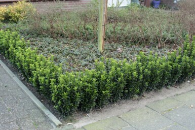 Japanischer Spindelstrauch Euonymus Japonicus 'Green Spire' Strauch 20-30 Topf 2 ltr. (P15) Euonymus japonicus 'Green Spire' Strauch 20-30 cm