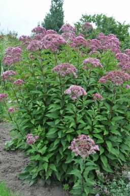 Purpurdost Eupatorium maculatum 'Atropurpureum' 5-10 Topf 9x9 cm (P9)