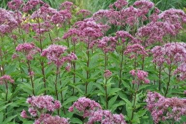 Purpurdost Eupatorium maculatum 'Atropurpureum' 5-10 Topf 9x9 cm (P9)