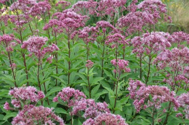 Purpurdost Eupatorium maculatum 'Atropurpureum' 5-10 Topf 9x9 cm (P9)