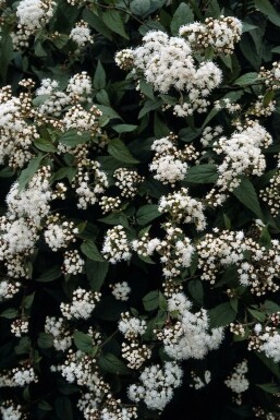 Dunkelblättriger Garten-Dost Eupatorium rugosum 'Chocolate' 5-10 Topf 9x9 cm (P9)