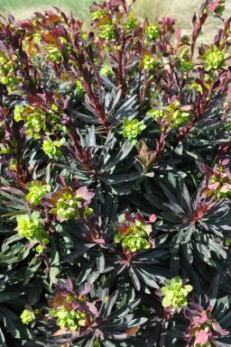 Rotblättrige Garten-Wolfsmilch Euphorbia amygdaloides 'Purpurea' 10-15 Topf 2 ltr. (C2) Euphorbia amygdaloides 'Purpurea'