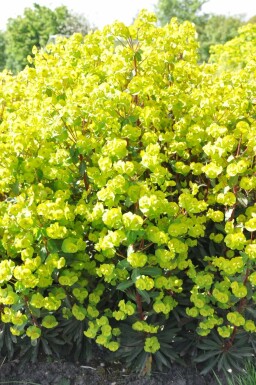 Rotblättrige Garten-Wolfsmilch Euphorbia amygdaloides 'Purpurea' 5-10 Topf 9x9 cm (P9) Euphorbia amygdaloides 'Purpurea'