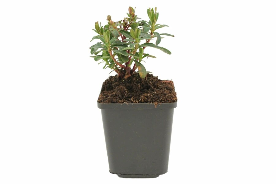 Rotblättrige Garten-Wolfsmilch Euphorbia amygdaloides 'Purpurea' 5-10 Topf 9x9 cm (P9) Euphorbia amygdaloides 'Purpurea'