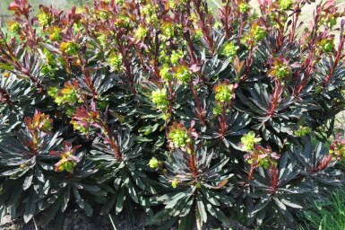 Rotblättrige Garten-Wolfsmilch Euphorbia amygdaloides 'Purpurea' 5-10 Topf 9x9 cm (P9) Euphorbia amygdaloides 'Purpurea'