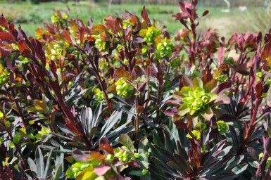 Rotblättrige Garten-Wolfsmilch Euphorbia amygdaloides 'Purpurea' 5-10 Topf 9x9 cm (P9) Euphorbia amygdaloides 'Purpurea'