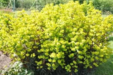Rotblättrige Garten-Wolfsmilch Euphorbia amygdaloides 'Purpurea' 5-10 Topf 9x9 cm (P9) Euphorbia amygdaloides 'Purpurea'