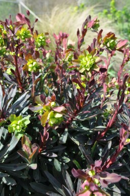 Rotblättrige Garten-Wolfsmilch Euphorbia amygdaloides 'Purpurea' 5-10 Topf 9x9 cm (P9) Euphorbia amygdaloides 'Purpurea'
