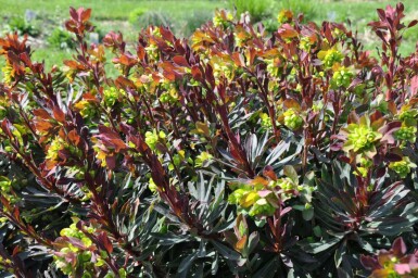Rotblättrige Garten-Wolfsmilch Euphorbia amygdaloides 'Purpurea' 5-10 Topf 9x9 cm (P9) Euphorbia amygdaloides 'Purpurea'