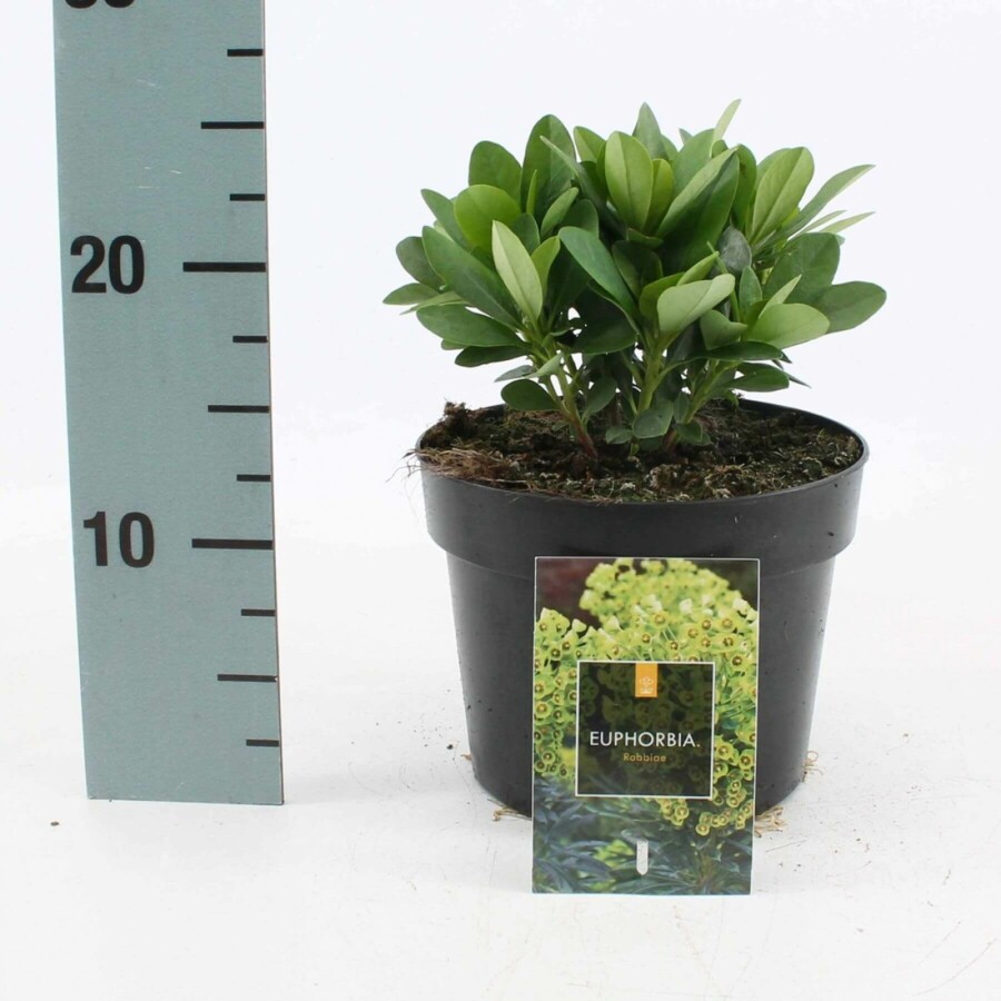 Garten-Wolfsmilch Euphorbia amygdaloides 'Robbiae' 10-15 Topf 2 ltr. (C2) Euphorbia amygdaloides 'Robbiae'