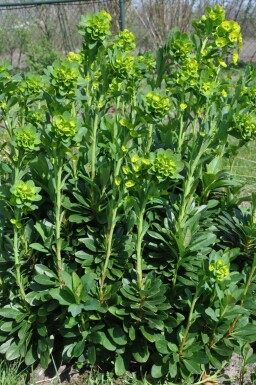 Garten-Wolfsmilch Euphorbia amygdaloides 'Robbiae' 5-10 Topf 9x9 cm (P9) Euphorbia amygdaloides 'Robbiae'