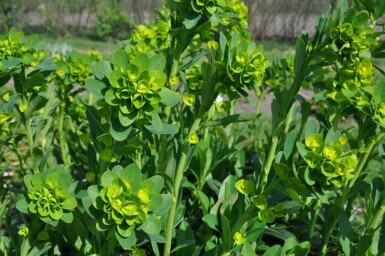 Garten-Wolfsmilch Euphorbia amygdaloides 'Robbiae' 5-10 Topf 9x9 cm (P9) Euphorbia amygdaloides 'Robbiae'
