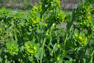 Garten-Wolfsmilch Euphorbia amygdaloides 'Robbiae' 5-10 Topf 9x9 cm (P9)