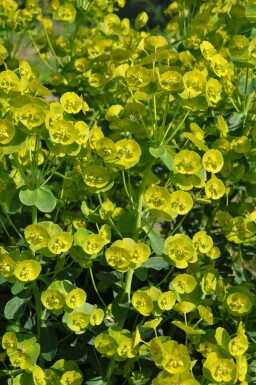 Garten-Wolfsmilch Euphorbia amygdaloides 'Robbiae' 5-10 Topf 9x9 cm (P9) Euphorbia amygdaloides 'Robbiae'