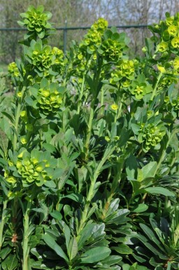 Garten-Wolfsmilch Euphorbia amygdaloides 'Robbiae' 5-10 Topf 9x9 cm (P9)