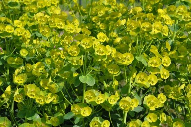 Garten-Wolfsmilch Euphorbia amygdaloides 'Robbiae' 5-10 Topf 9x9 cm (P9)