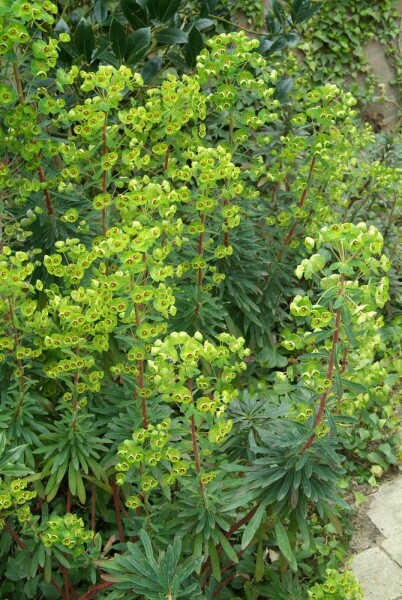 Busch-Wolfsmilch Euphorbia martinii 5-10 Topf 9x9 cm (P9) Euphorbia martinii