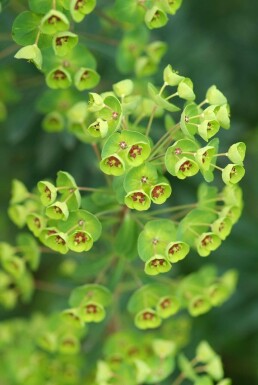 Busch-Wolfsmilch Euphorbia martinii 5-10 Topf 9x9 cm (P9) Euphorbia martinii