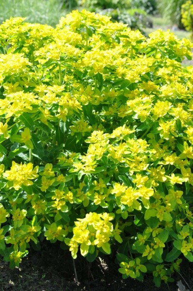 Gold-Wolfsmilch Euphorbia polychroma 5-10 Topf 9x9 cm (P9) Euphorbia polychroma