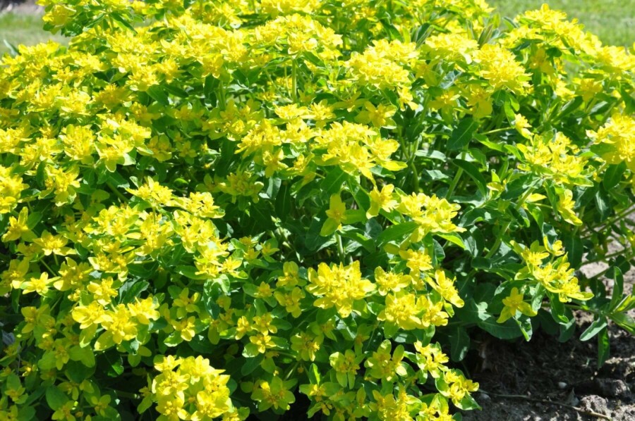 Gold-Wolfsmilch Euphorbia polychroma 5-10 Topf 9x9 cm (P9) Euphorbia polychroma