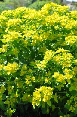 Gold-Wolfsmilch Euphorbia polychroma 5-10 Topf 9x9 cm (P9) Euphorbia polychroma