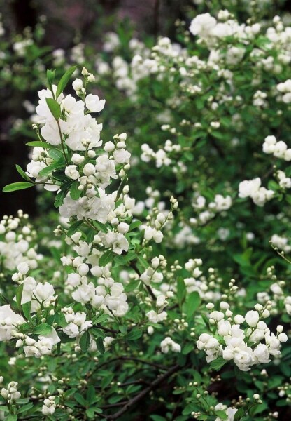 Prunkspiere Exochorda macrantha 'The Bride' Strauch 100-120 Topf 12 ltr. (C12) Exochorda macrantha 'The Bride' Strauch 100-120 cm