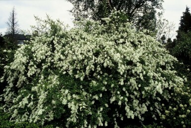 Prunkspiere Exochorda macrantha 'The Bride' Strauch 100-120 Topf 12 ltr. (C12) Exochorda macrantha 'The Bride' Strauch 100-120 cm