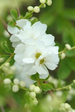 Prunkspiere Exochorda macrantha 'The Bride' Strauch 40-50 Topf 2 ltr. (C2)