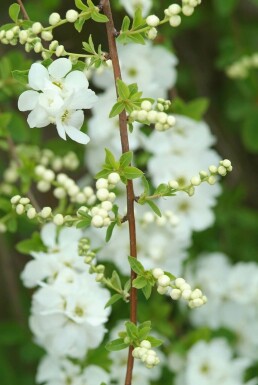 Prunkspiere Exochorda macrantha 'The Bride' Strauch 40-50 Topf 2 ltr. (C2) Exochorda macrantha 'The Bride' Strauch 40-50 cm